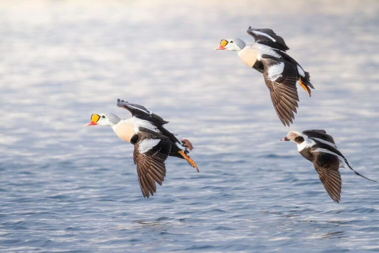 around-hornoya-birdwatching-whalewatching-boat-excursion