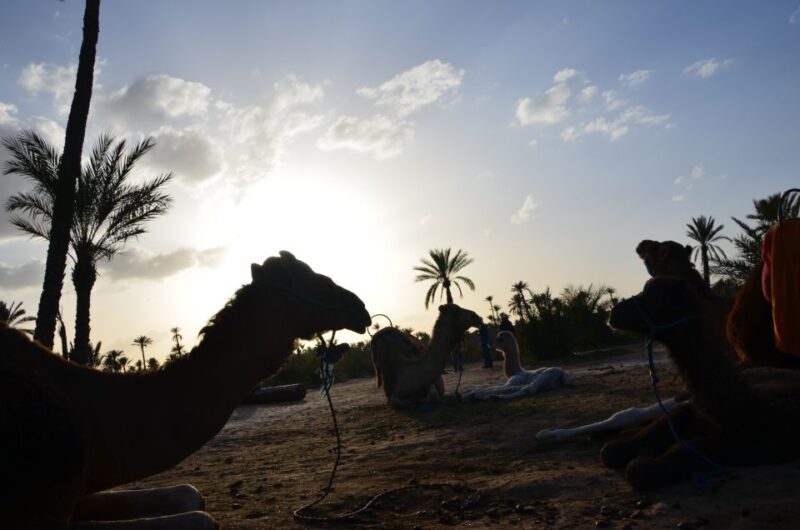 Around Marrakech: Camel Ride in Palm Groves including Tea - A Real-Life Perspective from Reviewers