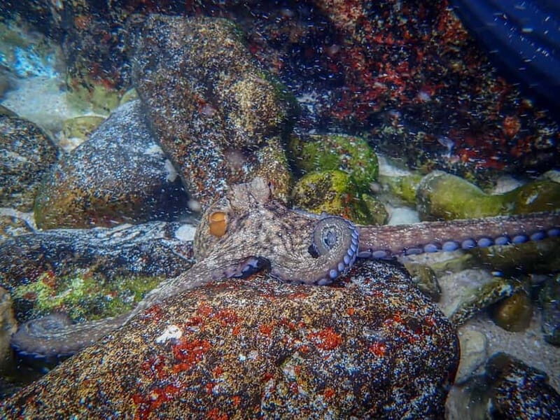 Arrábida: Kayaking and Snorkeling Experience - FAQ