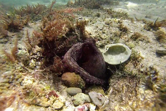 arrabida-snorkeling-adventure-with-transfer-from-lisbon