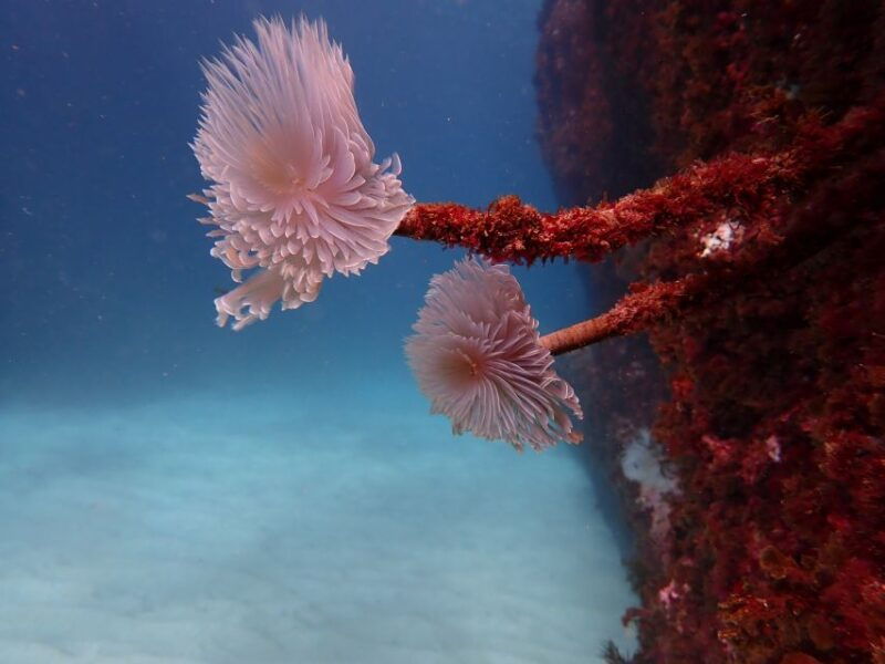 arrabida-snorkeling-experience-in-arrabida-marine-reserve
