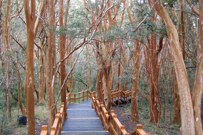 arrayanes-forest-with-victoria-island