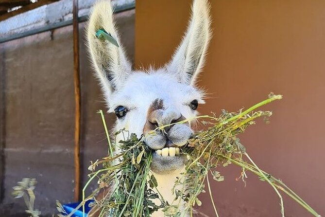 arrival-transfer-cusco-city-tour-private-service