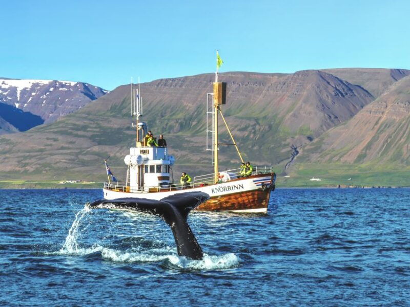 arskogssandur-whale-watching-boat-trip