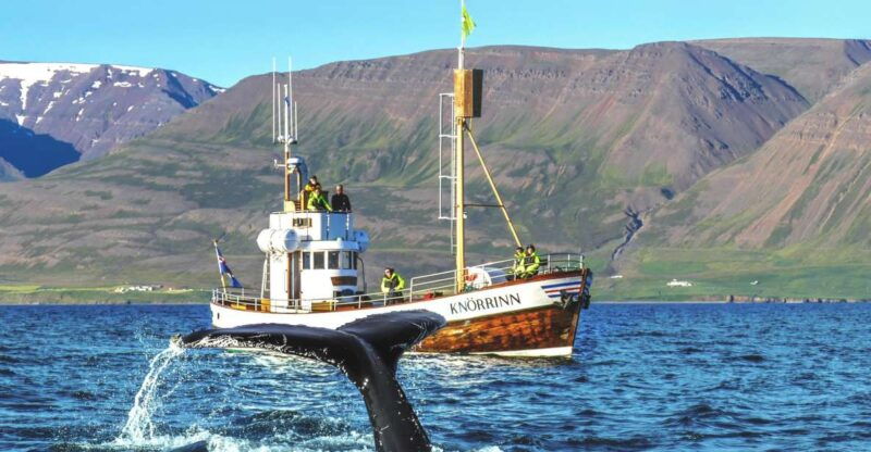 arskogssandur-whale-watching-boat-trip