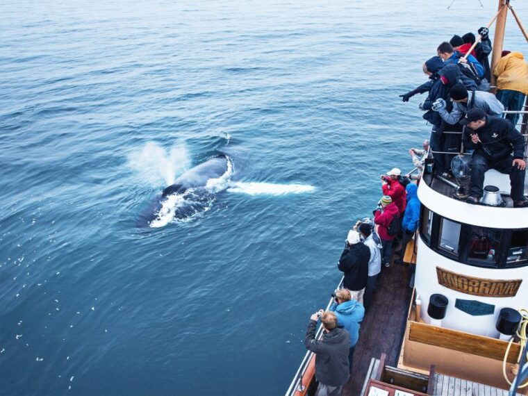 arskogssandur-whale-watching-boat-trip