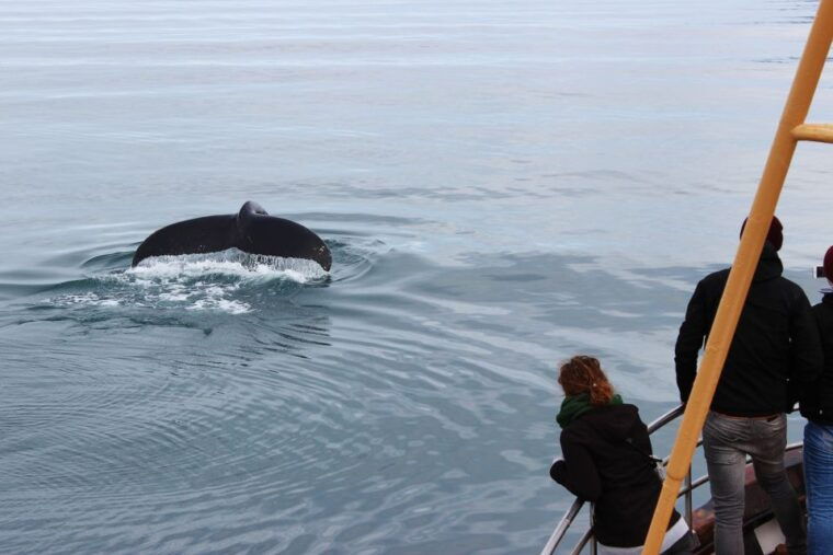 arskogssandur-whale-watching-boat-trip