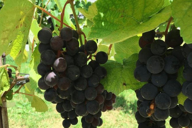 art-of-wine-travel-through-the-so-called-wine-route-visiting-various-wineries