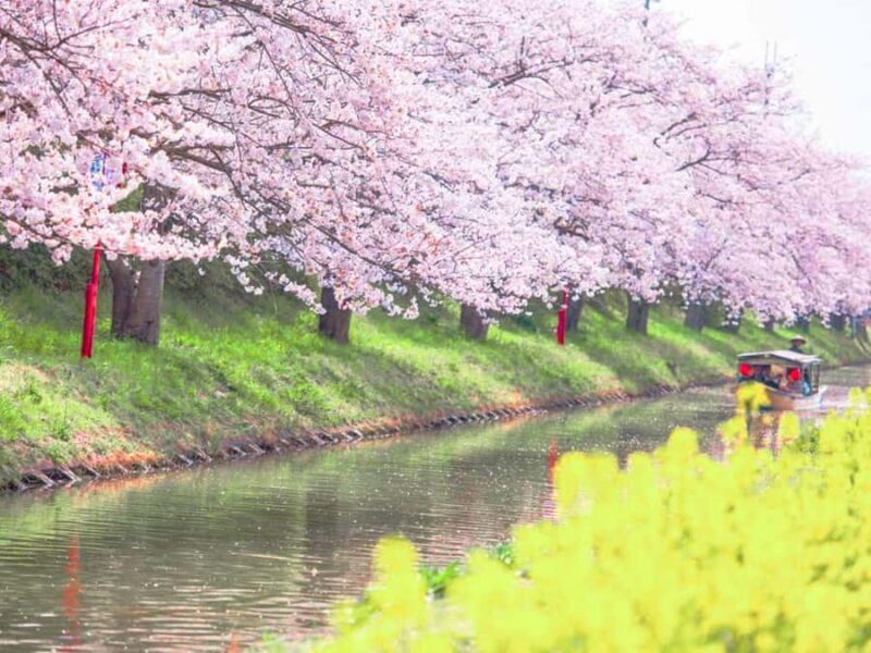 Art Pavilion × Night SakuraKansai Spring Day Tour - Key Points