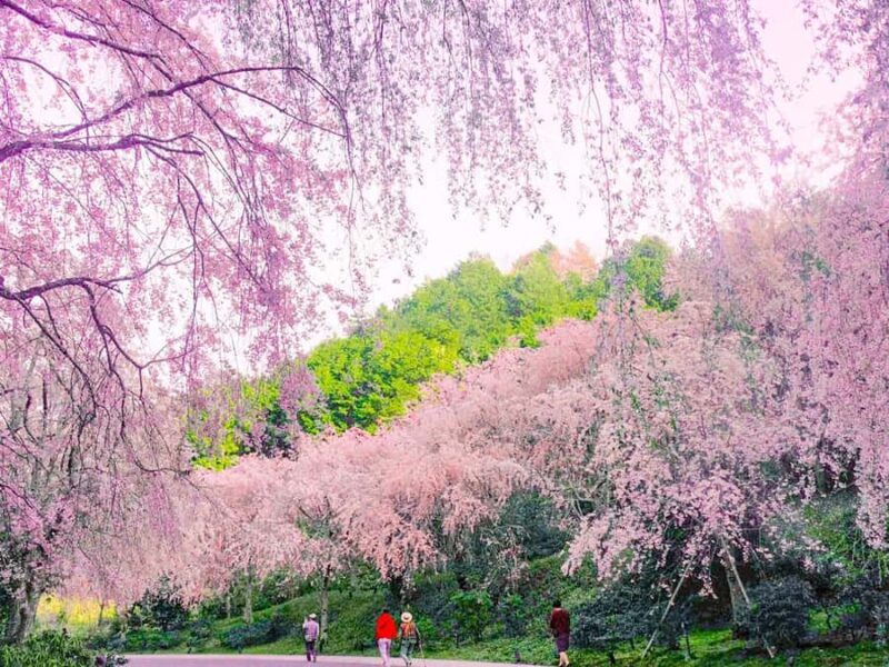 Art Pavilion × Night SakuraKansai Spring Day Tour - Who Should Consider This Tour?