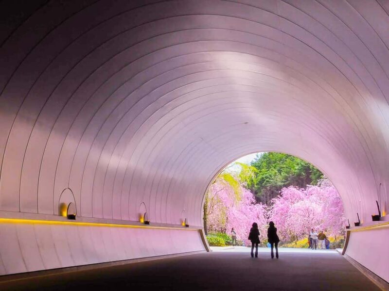 Art Pavilion × Night SakuraKansai Spring Day Tour - FAQs