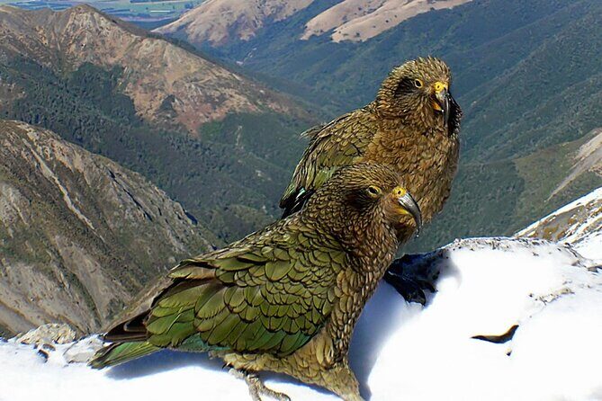 Arthur's Pass and TranzAlpine Train Day Tour from Christchurch - Who Will Love This Tour?