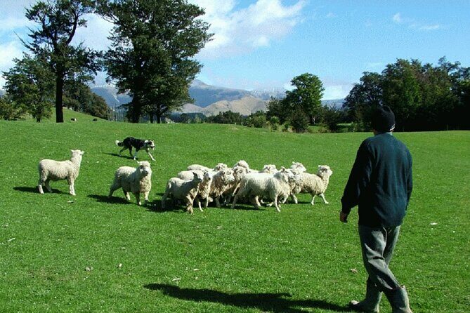 Arthur's Pass and TranzAlpine Train Day Tour from Christchurch - The Sum Up