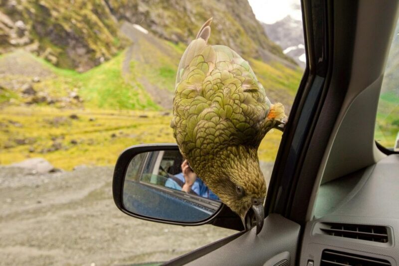 Arthurs Pass Day Tour From Christchurch via Castle Hill - Key Points