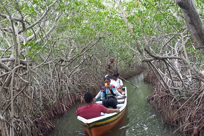artisanal-canoe-tour-in-the-mangrove-with-afro-caribbean-dance