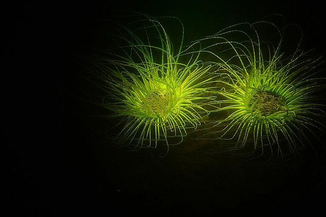 aruba-1-tank-guided-uv-night-dive-for-certified-divers-with-rental-equipment