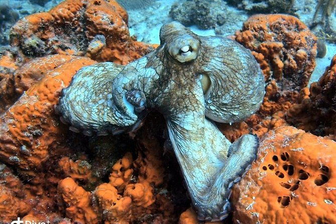 aruba-2-tank-guided-dive-for-certified-divers-with-own-equipment