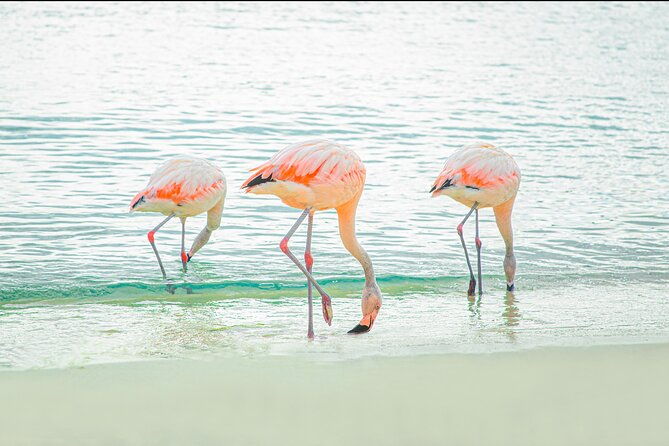 aruba-de-palm-island-all-inclusive-day-trip-with-transport