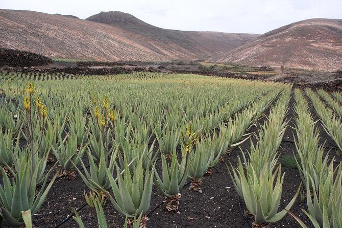 aruba-half-day-private-tour-beach-hopping-charter-bus