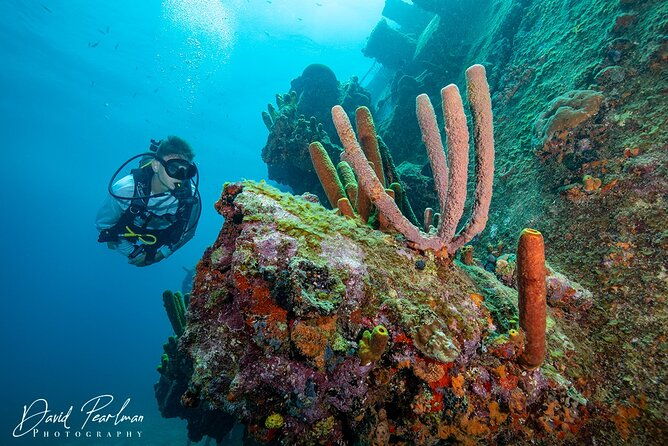 aruba-one-or-two-tank-scuba-dive