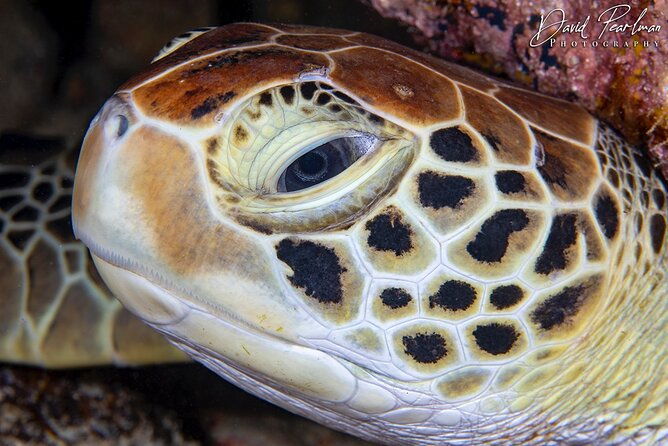 aruba-one-or-two-tank-scuba-dive
