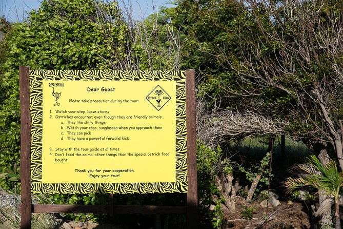 aruba-ostrich-farm-tour-with-lunch