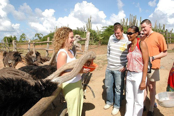 aruba-ostrich-farm-tour-with-lunch