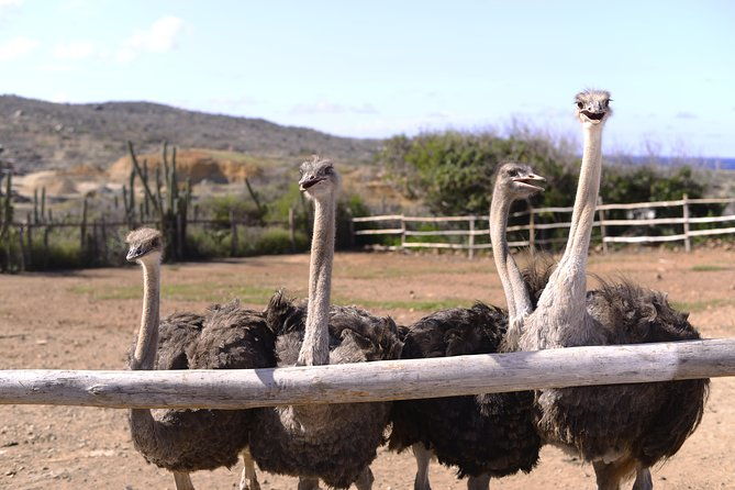 aruba-ostrich-farm-tour-with-lunch