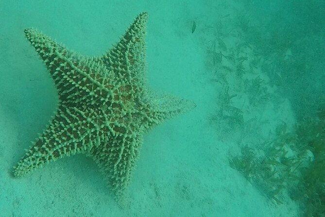 aruba-seabob-scooter-reef-tour