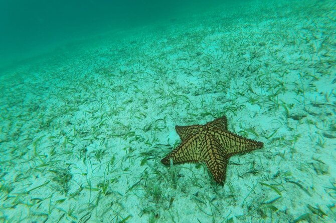 aruba-seabob-scooter-reef-tour