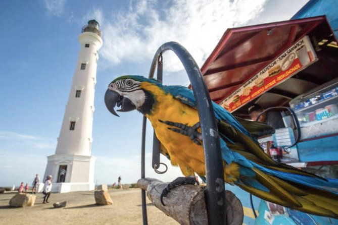 aruba-shore-excursion-the-highlights-and-delights-tour