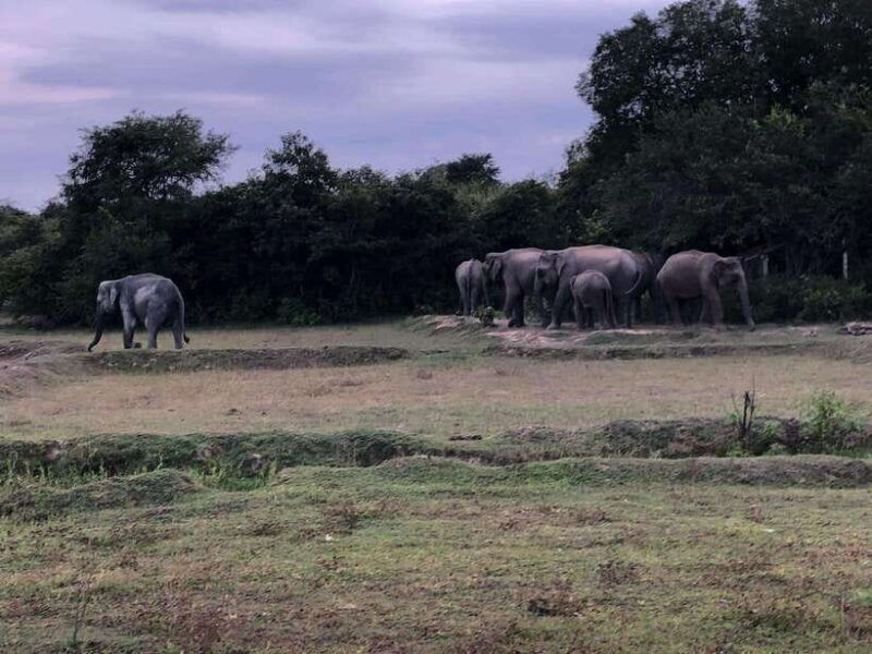 arugam-bay-all-inclusive-kumana-national-park-4x4-safari