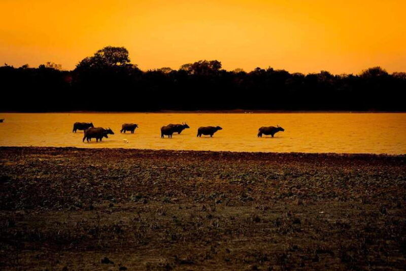 arugam-bay-all-inclusive-kumana-national-park-4x4-safari