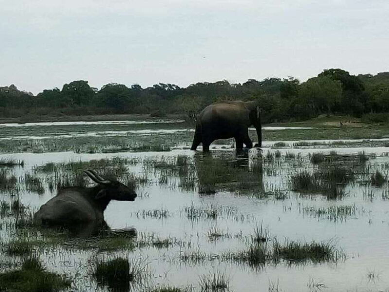 arugam-bay-all-inclusive-kumana-national-park-4x4-safari