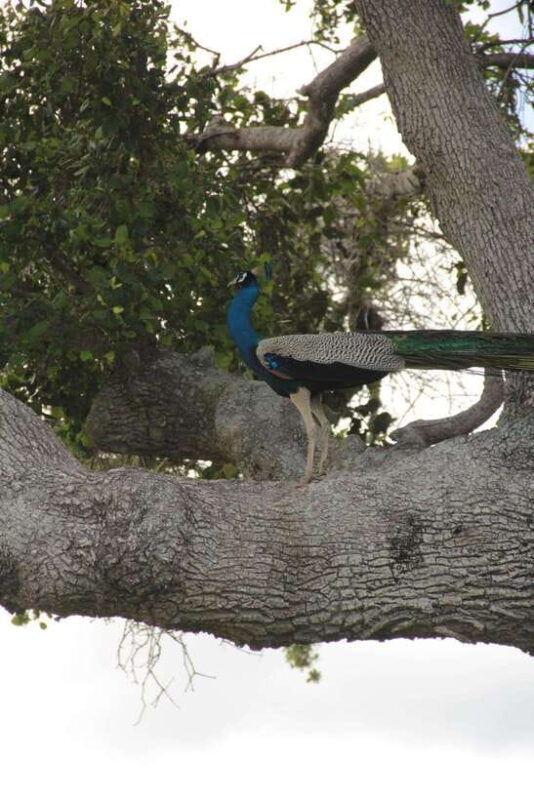 arugam-bay-all-inclusive-kumana-national-park-4x4-safari