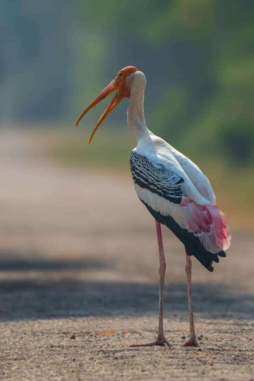 arugam-bay-all-inclusive-kumana-national-park-4x4-safari