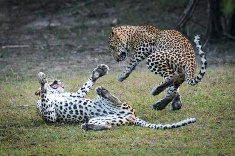 Arugam Bay: Kumana National Park Full-Day Safari Tour - Key Points