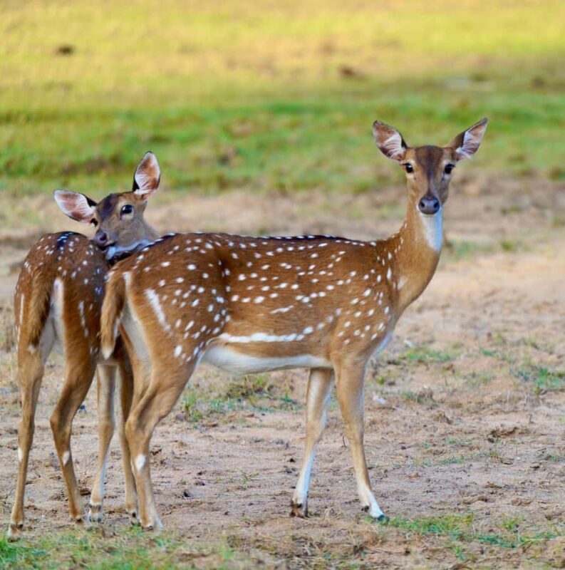 Arugam Bay: Kumana National Park Full-Day Safari Tour - What to Expect from the Tour