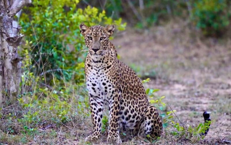 Arugam Bay: Kumana National Park Full-Day Safari Tour - Transport, Timing, and Group Size