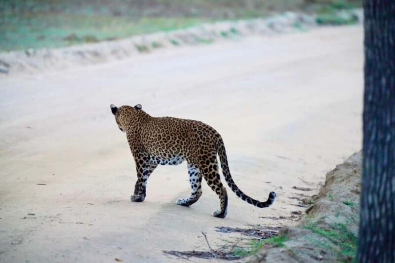 Arugam Bay: Kumana National Park Full-Day Safari Tour - Why This Tour Offers Great Value