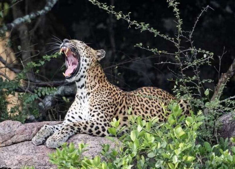 arugam-bay-kumana-national-park-safari