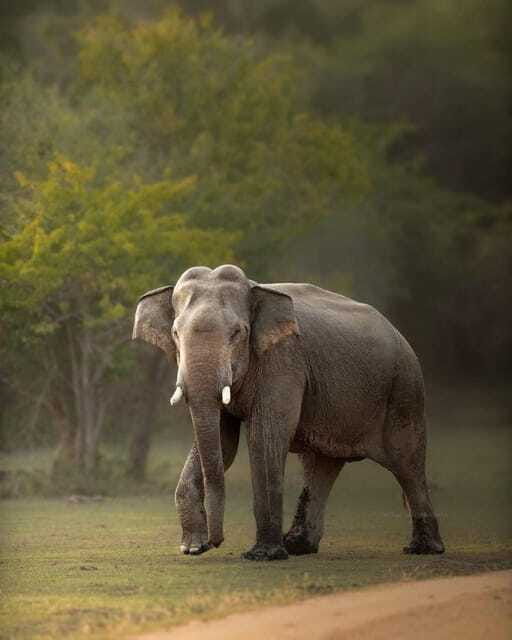 arugam-bay-kumana-national-park-safari