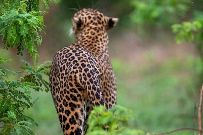 Arugam Bay to Mirissa Shuttle and Safari Drive - Scenic Drive and Coastal Exploration