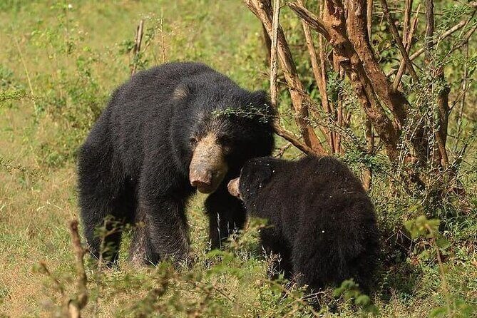 Arugam Bay to Mirissa Shuttle and Safari Drive - The Sum Up