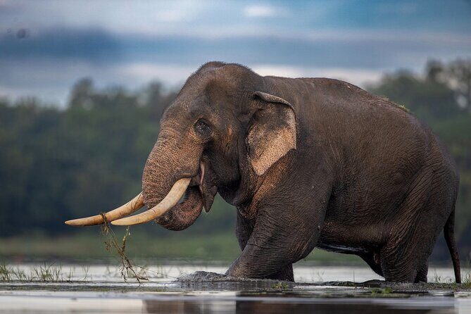 Arugam Bay to Mirissa Shuttle and Safari Drive - FAQ