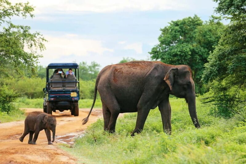 Arugam Bay: Yala Safari & DropOff in Ella - Safari + Transit - Wildlife Spotting: What You Can Expect