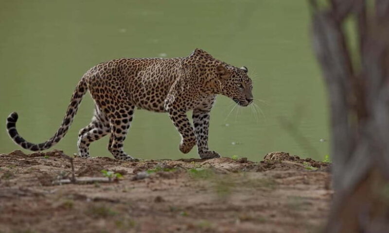 Arugam Bay: Yala Safari & DropOff in Ella - Safari + Transit - FAQ