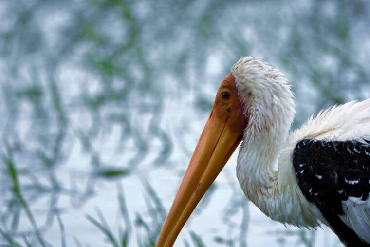 arugambay-pottuvil-lagoon-boat-safari-eco-tours