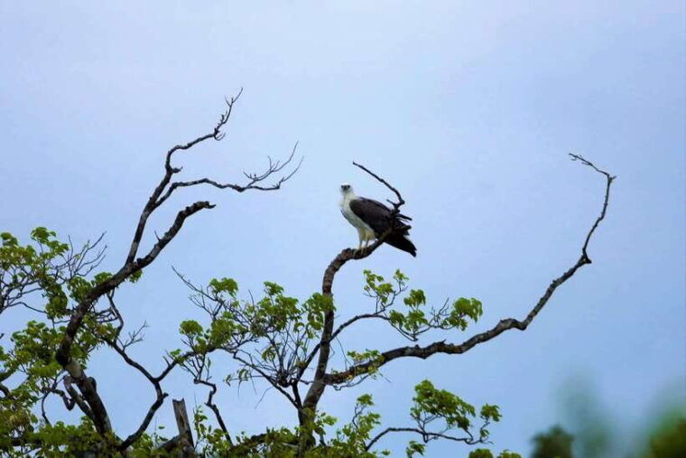arugambay-pottuvil-lagoon-boat-safari-eco-tours