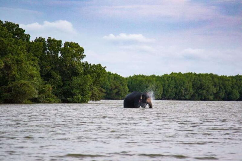 Arugambay :Pottuvil Lagoon Mangrove Eco Boat Safari Tours - Who Should Book This Tour?
